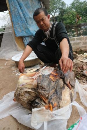 600 con vịt chết nghi ăn ngô độc: Niêm phong ngô, giám định mẫu vịt