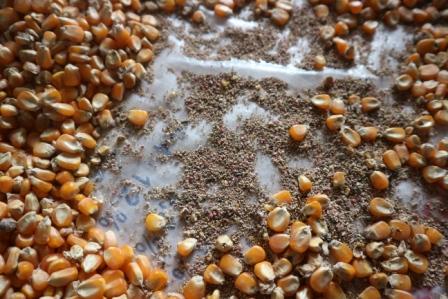 600 con vịt chết nghi ăn ngô độc: Niêm phong ngô, giám định mẫu vịt