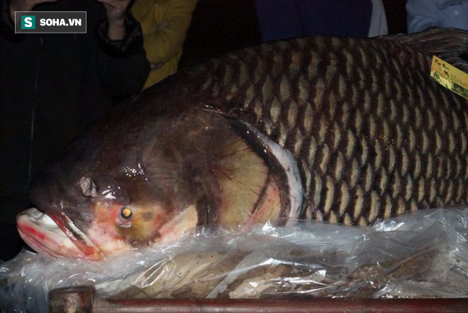 Chủ nhà hàng chi hơn 200 triệu đồng mua cá hô đỏ nặng 98kg về Việt Nam