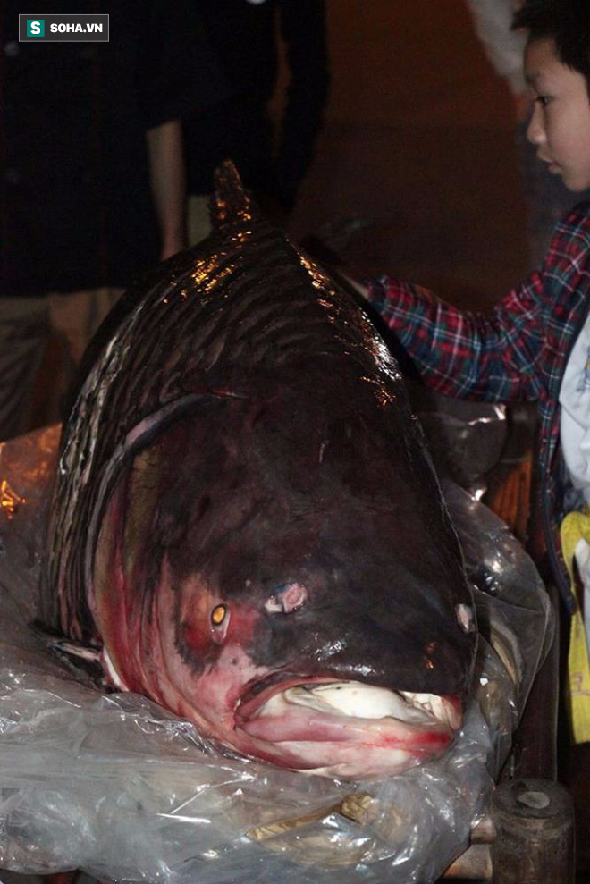 Chủ nhà hàng chi hơn 200 triệu đồng mua cá hô đỏ nặng 98kg về Việt Nam
