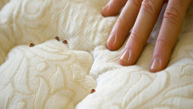 Giường sạch đến mấy vẫn có thể có rệp: Cách diệt rệp không cần hóa chất để bảo vệ gia đình