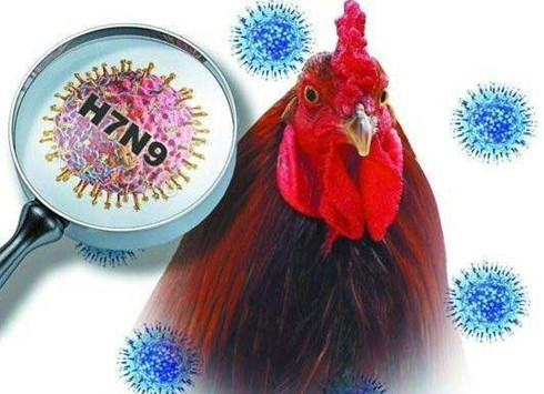 Ngoài vi rút A/H7N9, nguy cơ chủng virus gây 'chết người' khác sẽ vào Việt Nam