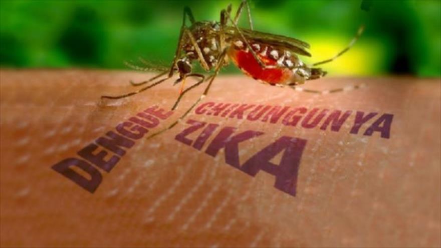 Thả muỗi mang vi khuẩn Wolbachia để ngăn ngừa sốt xuất huyết và Zika