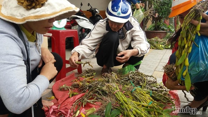 Cuối tuần đi 'chợ lan rừng' mua lan theo kg, theo bó duy nhất giữa Đà thành