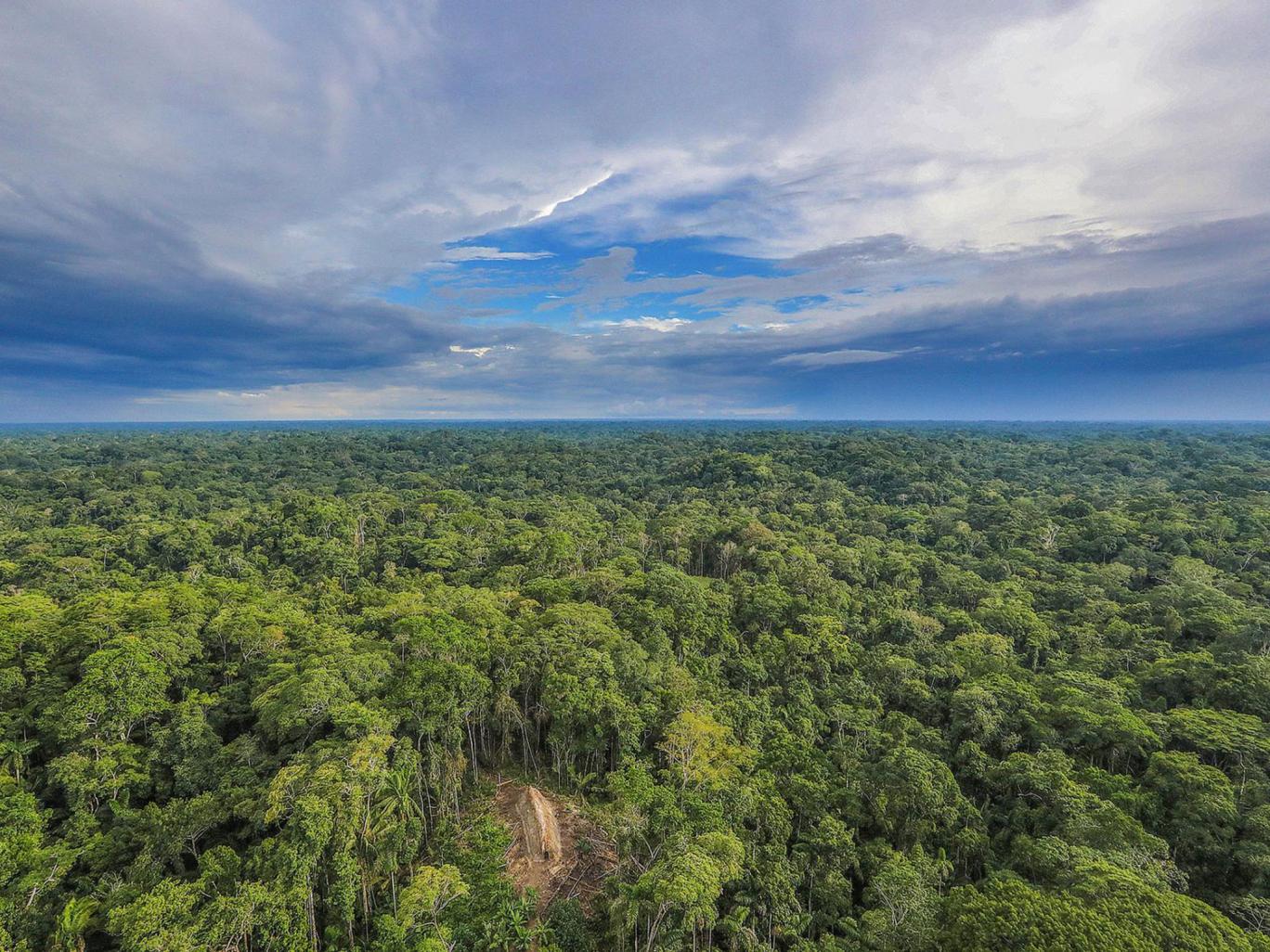 Rừng rậm Amazon đối mặt với 'án tử'