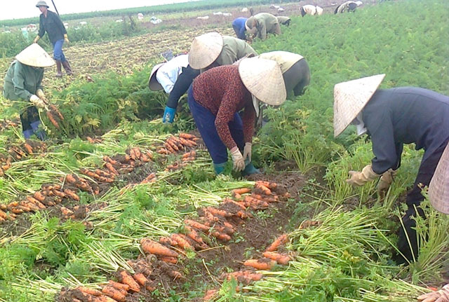 Thảm cảnh ở Hải Dương: Nông dân nhổ bỏ cải bắp, cà rốt làm phân bón