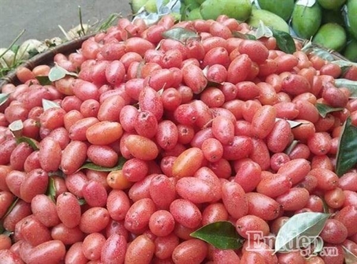 Tháng 3, nhót chín đỏ 100.000 đồng/kg nhan nhản khắp phố phường Hà Nội