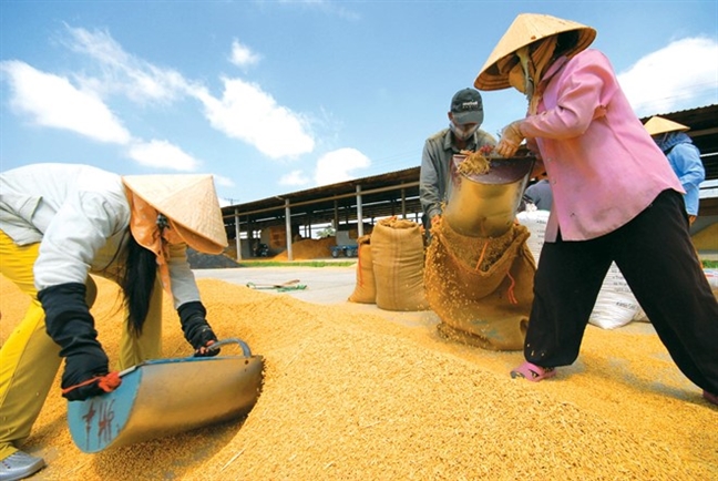 Việt Nam sắp có gạo chuẩn quốc tế
