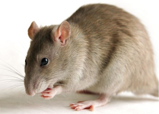 Chỉ cách để nhà bạn không có bóng dáng con chuột nào mà không cần thuốc diệt