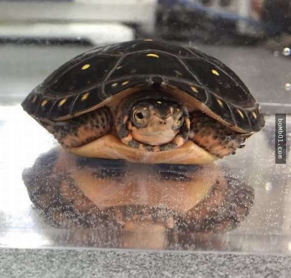 Chụp ảnh hai con rùa đen đăng lên mạng, mọi người phát hiện điều thú vị đằng sau
