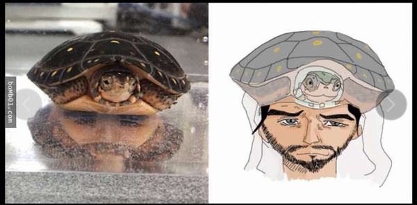 Chụp ảnh hai con rùa đen đăng lên mạng, mọi người phát hiện điều thú vị đằng sau