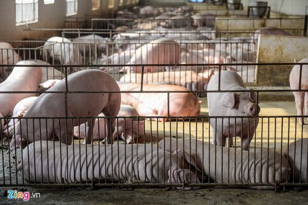 Giải cứu thịt lợn 'rẻ như rau', phải trông đợi láng giềng Trung Quốc