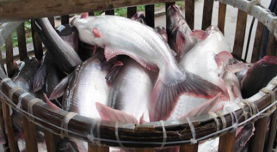 Muốn xuất khẩu cá tra phải ráng... học tiếng Trung Quốc
