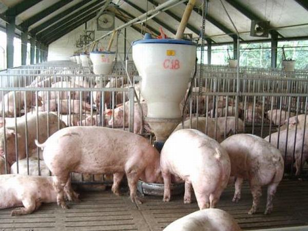Thương lái buôn thịt lợn 'ăn dày', người chăn nuôi và tiêu dùng chịu thiệt