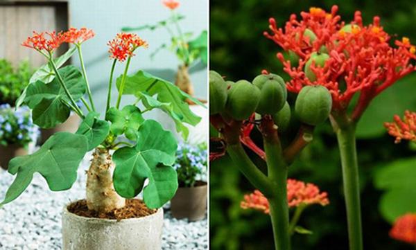 4 loài cây độc 'vô tình' được trồng trong nhà