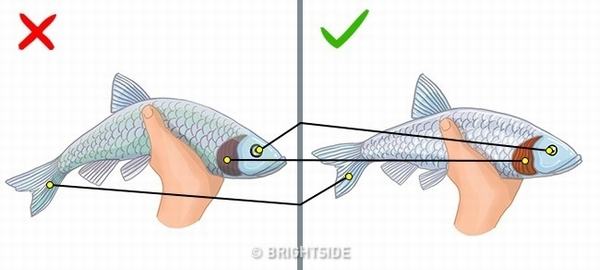 8 loại cá lợi ít hại nhiều chỉ nên ăn hạn chế hoặc không ăn