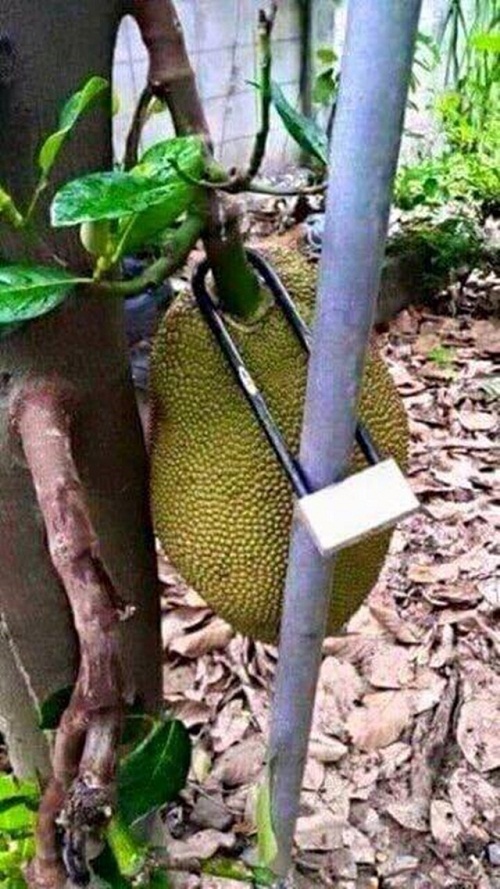 “Cười té ghế” với 1.001 chiêu chống trộm trái cây chỉ có ở Việt Nam