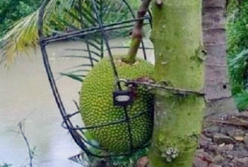 “Cười té ghế” với 1.001 chiêu chống trộm trái cây chỉ có ở Việt Nam