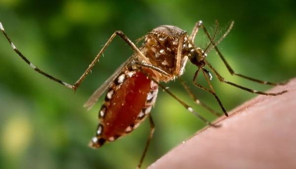 Dấu hiệu khác biệt giữa sốt virut và sốt xuất huyết ai cũng cần lưu tâm