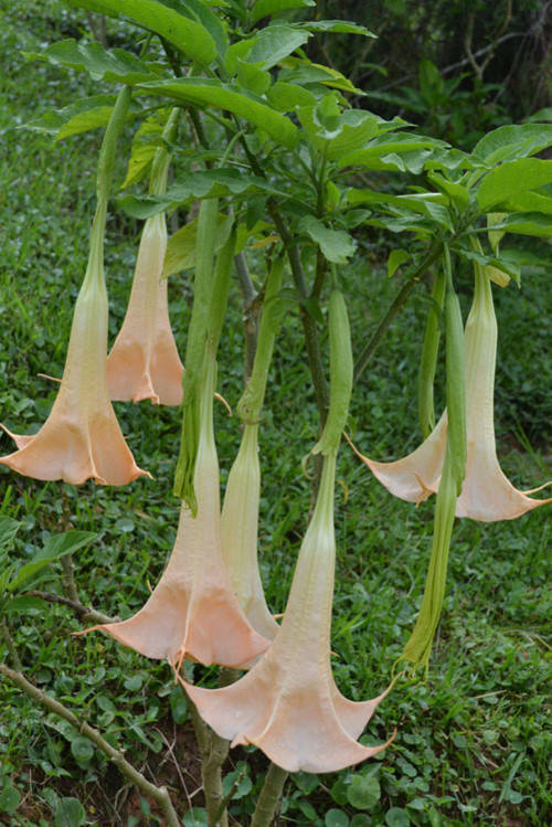 Hoa loa kèn ngoại lai trồng nhiều ở Đà Lạt 'lấy mạng' người nếu ăn phải