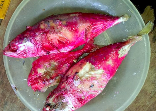 Nguyên nhân khiến cá kho chuyển màu đỏ bất thường tại Hà Tĩnh