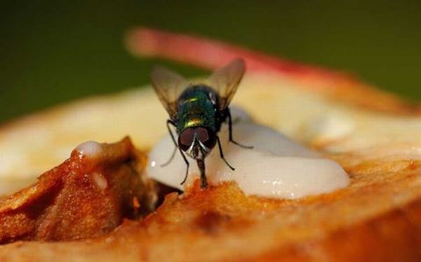 Những gì xảy ra khi ruồi đậu vào thức ăn 'kinh khủng' hơn bạn nghĩ