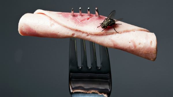 Những gì xảy ra khi ruồi đậu vào thức ăn 'kinh khủng' hơn bạn nghĩ