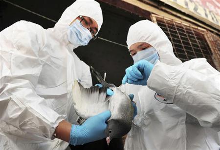 Phát hiện mới: Vi rút cúm A (H7N9) chuyển đổi từ gen độc lực thấp sang độc lực cao