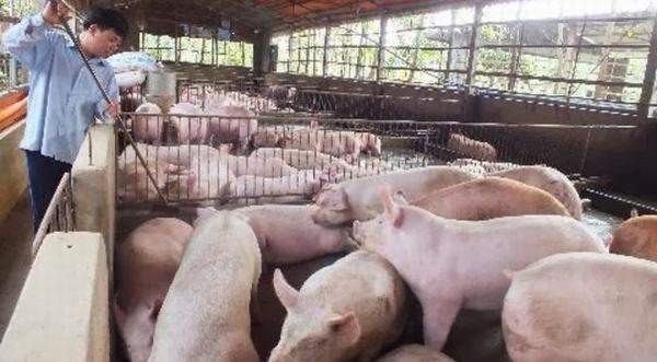 Thực hư thông tin Trung Quốc đồng ý nhập khẩu thịt lợn Việt Nam
