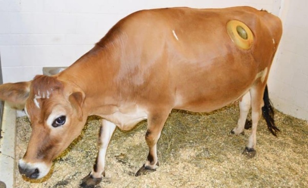 Thực hư về những cái lỗ to được khét trên bụng con bò sữa đang gây phẫn nộ