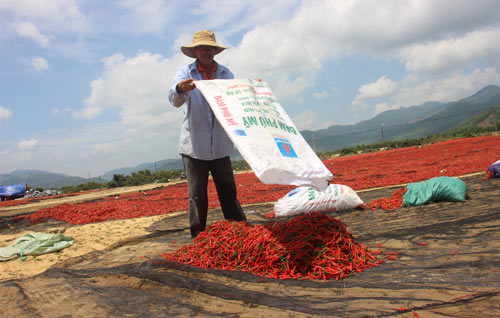 'Xót xa giá ớt đang 50.000 rớt còn 3.000 đồng/kg: Lại do Trung Quốc?