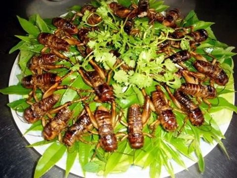 Cẩn thận khi ăn côn trùng kẻo bị trúng độc