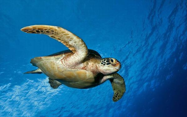 Cứu sống một con rùa biển, 60 năm sau, gia đình nhận được báo đáp nằm ngoài tưởng tượng
