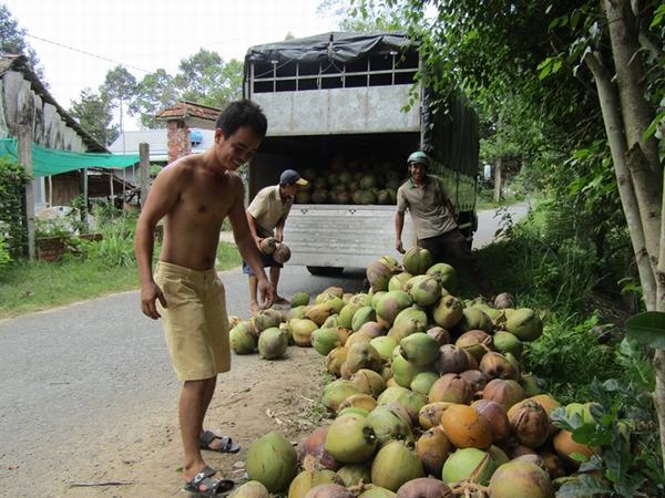 Dừa khô tăng giá, thương lái từ chối 'tiền trao dừa múc'