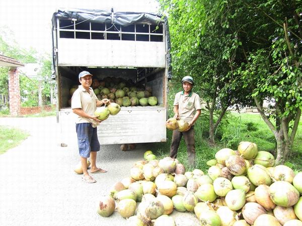 Dừa khô tăng giá, thương lái từ chối 'tiền trao dừa múc'