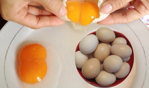 Trứng gà có hình bầu dục hai đầu không cân bằng, một to một nhỏ và tại sao lại có trứng gà 2 lòng đỏ là câu hỏi nhiều người lâu nay vẫn thắc mắc