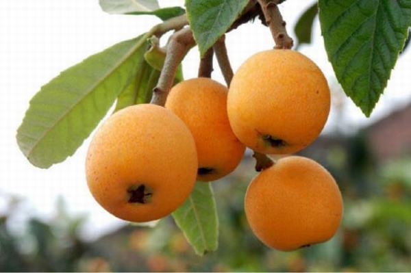 Sự thật những loại trái cây nhập khẩu siêu đắt đỏ ở Việt Nam