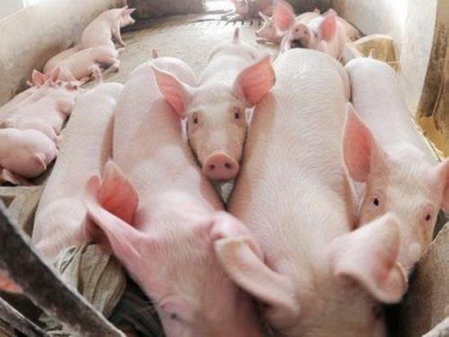 Thịt lợn xuất khẩu tăng mạnh, người nuôi vẫn bán chạy lỗ: Bộ NN&PTNT lý giải
