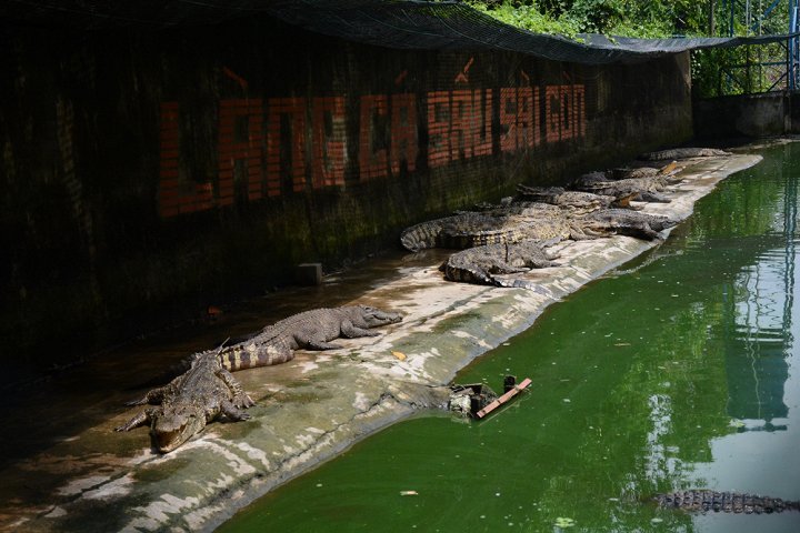 TP.HCM: Giá rớt thảm hại, hàng ngàn con cá sấu bị bỏ đói