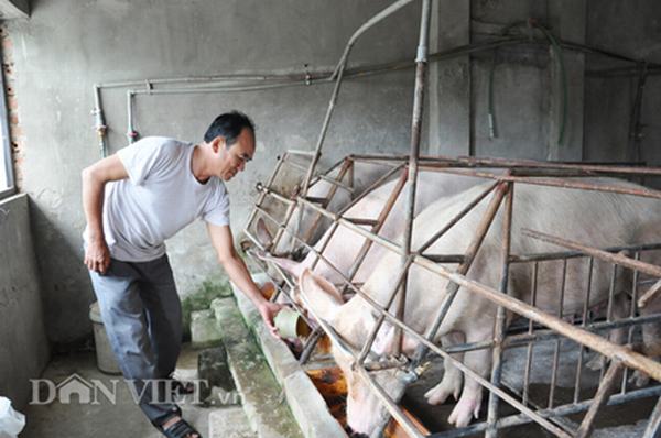 Giá lợn hôm nay 14.7: Lên 36.000 đồng/kg, sốc vì không còn lợn bán