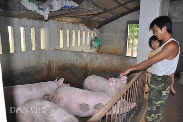 Giá lợn hôm nay 14.7: Lên 36.000 đồng/kg, sốc vì không còn lợn bán