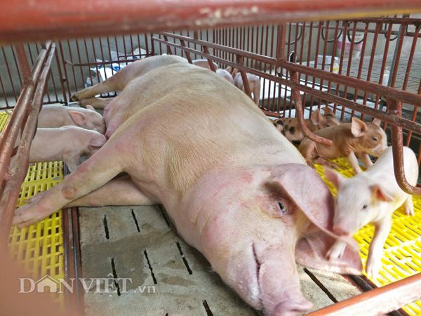 Giá lợn hôm nay 17.7: Lợn hơi vượt 45.000 đ/kg, lợn giống 1 triệu/con