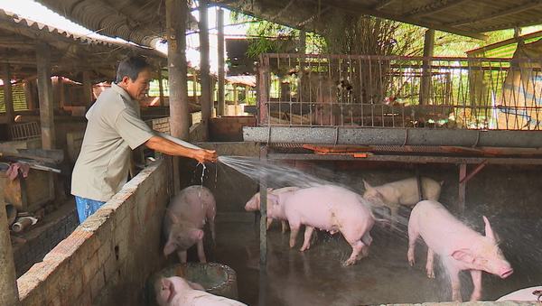 Giá lợn hôm nay 18.7: Giá ảo lên 47.000 đ/kg, lo Trung Quốc đóng biên
