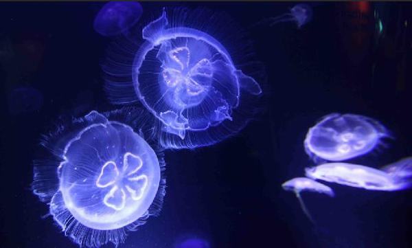 Nhận diện những loài sứa độc nếu bị cắn chỉ vài phút đã mất mạng