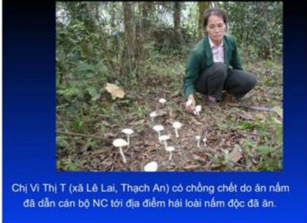 Vụ 10 người ngộ độc nấm ở Nghệ An: Cần làm gì khi ăn phải nấm độc?
