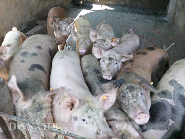 Giá lợn hôm nay 31.8: Giá lợn ấm dần do lái nội đổ xô mua lợn huế?