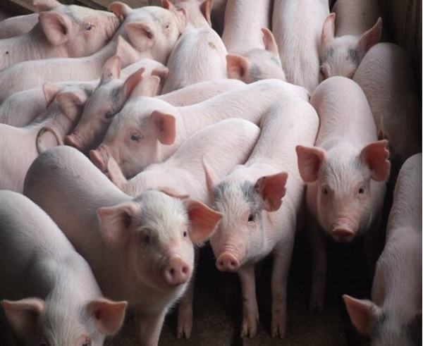 Giá lợn ngày 15/8: Lợn hơi tăng nhẹ, lợn giống lên tới 1 triệu đồng/con