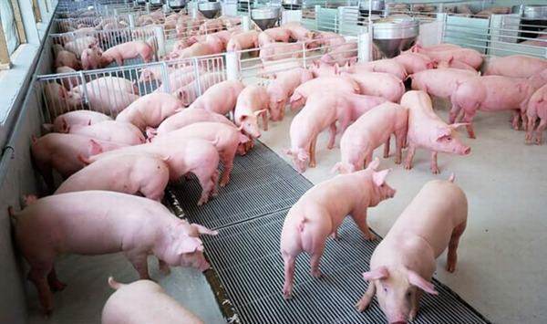 Giá thịt lợn tại Trung Quốc giảm mạnh: Nguồn cung từ chính TQ đang tăng