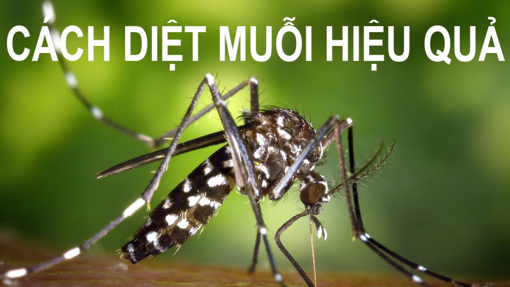 Mách bạn cách diệt muỗi không dùng tới hoá chất, đảm bảo trong nhà chẳng có bóng dáng con muỗi nào