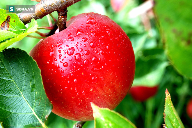 Măng nhiễm lưu huỳnh, táo tẩm thuốc cả tháng không thối: Sự thật không như báo lá cải la toáng